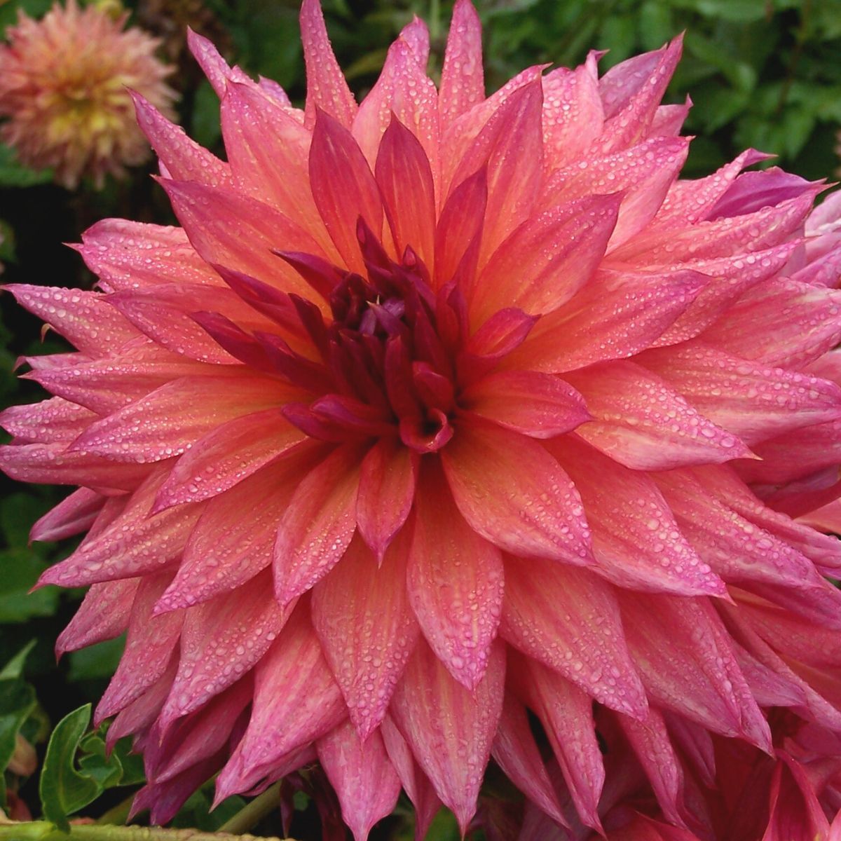 Dahlia Watermelon Seeds