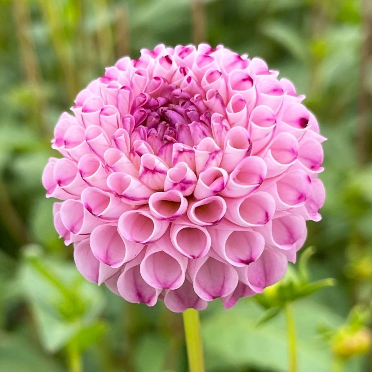 Dahlia A1 Pom Seeds