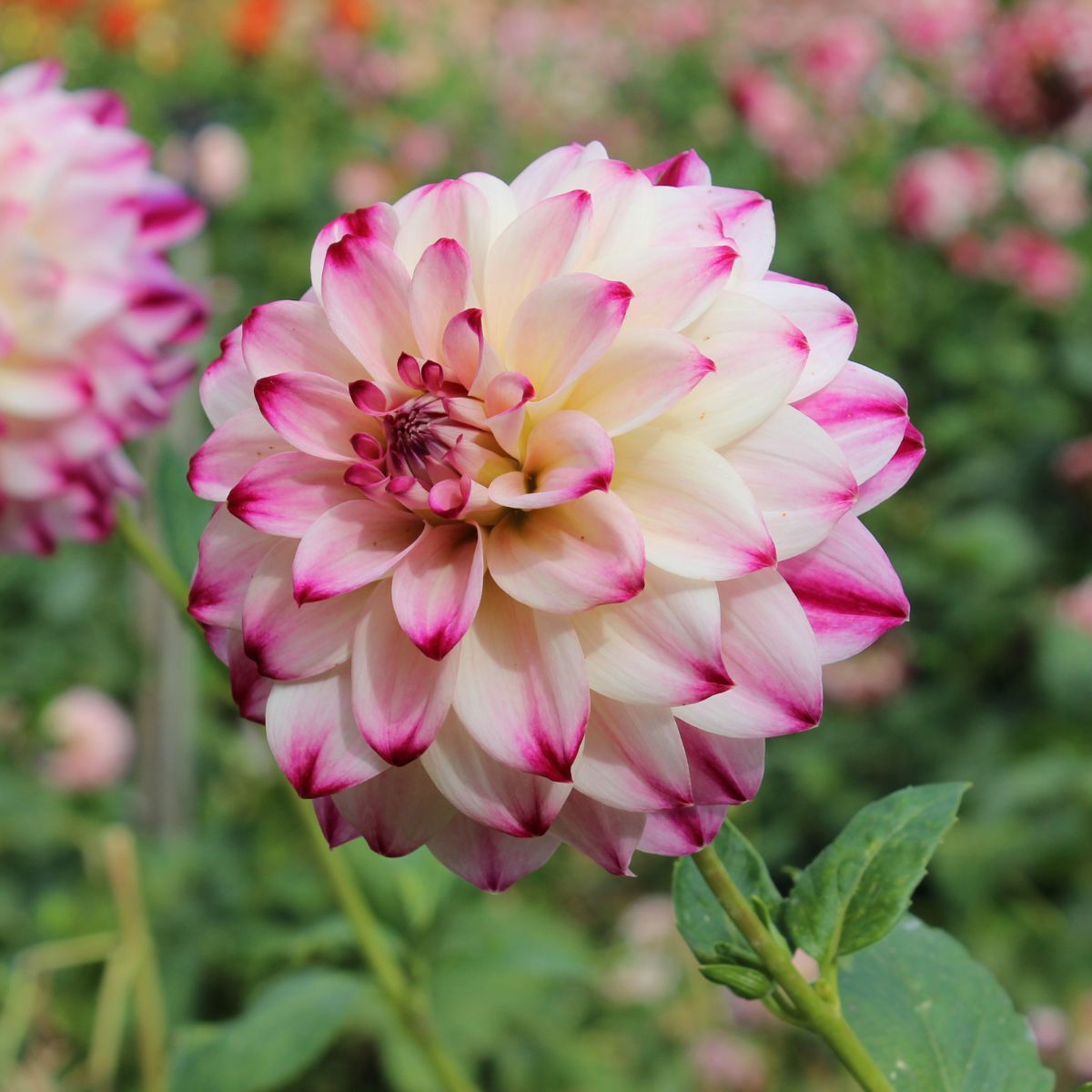 Dahlia Atlantic Jewels Seeds