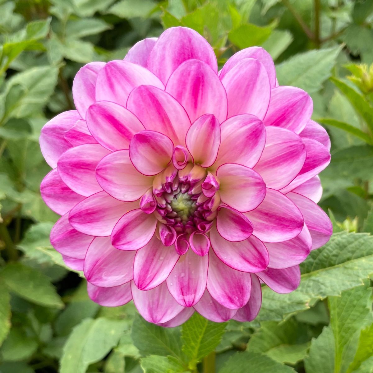 Dahlia Betty Seeds