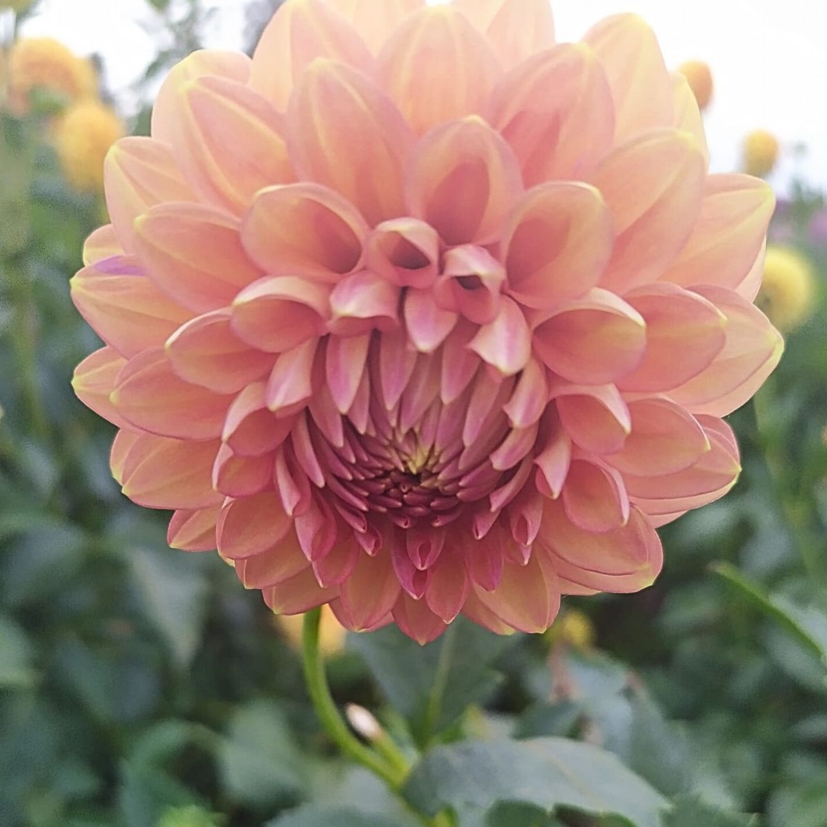 Dahlia Cottage Delight Seeds