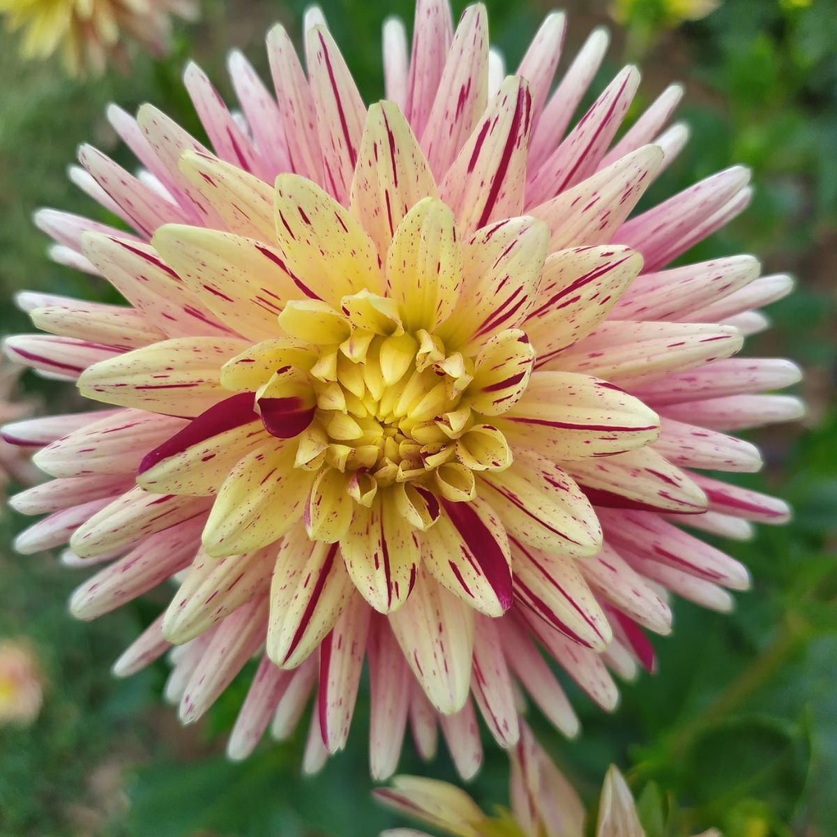 Dahlia Devon Odyssey Seeds