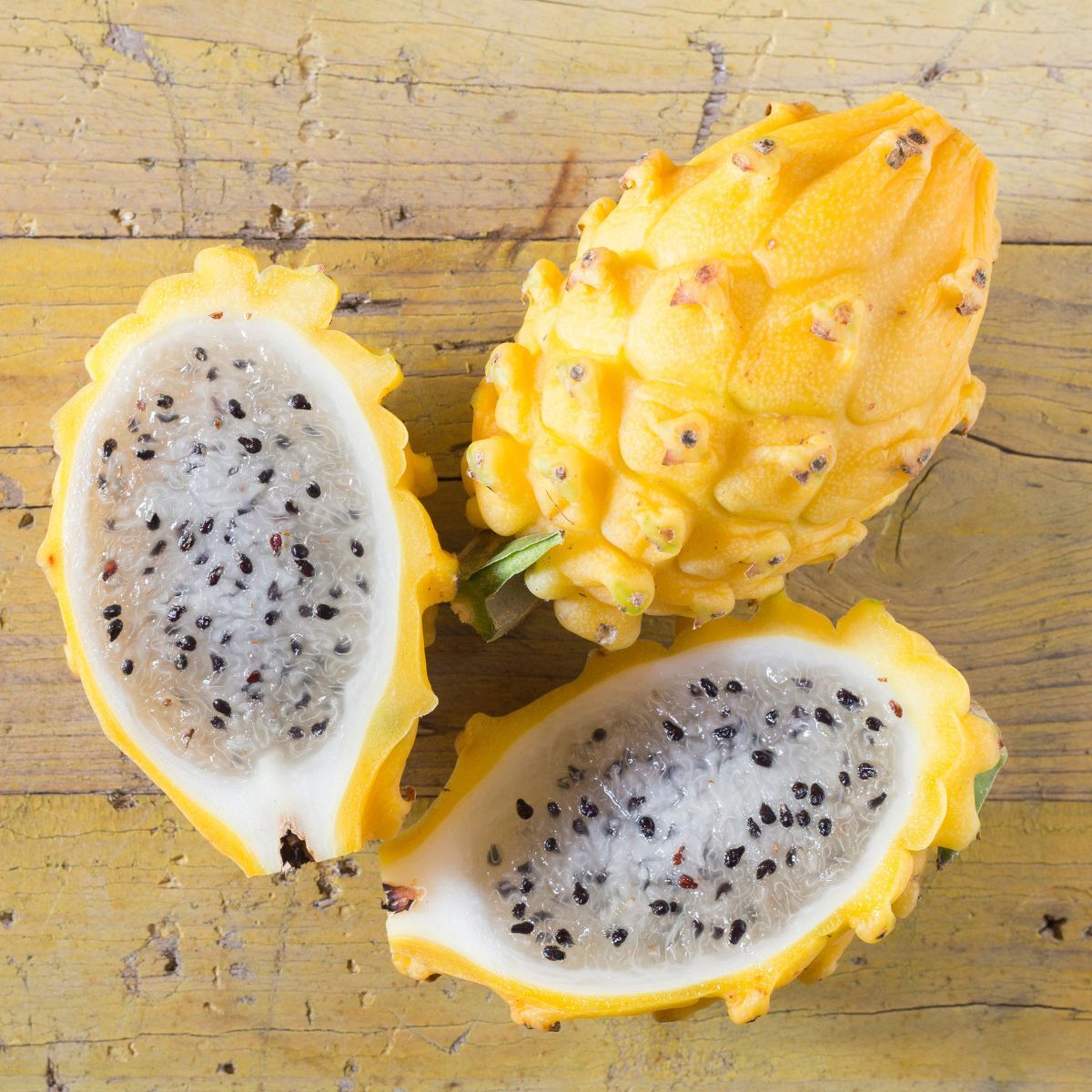 Yellow Megalanthus Dragon Fruit Cutting