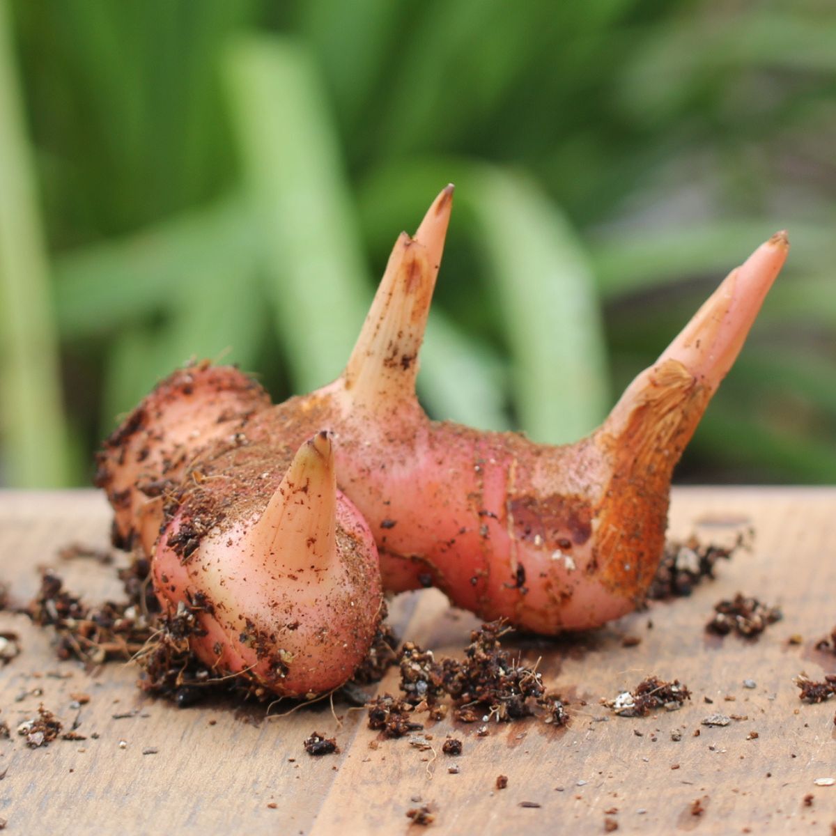 Galangal Rhizome Seeds