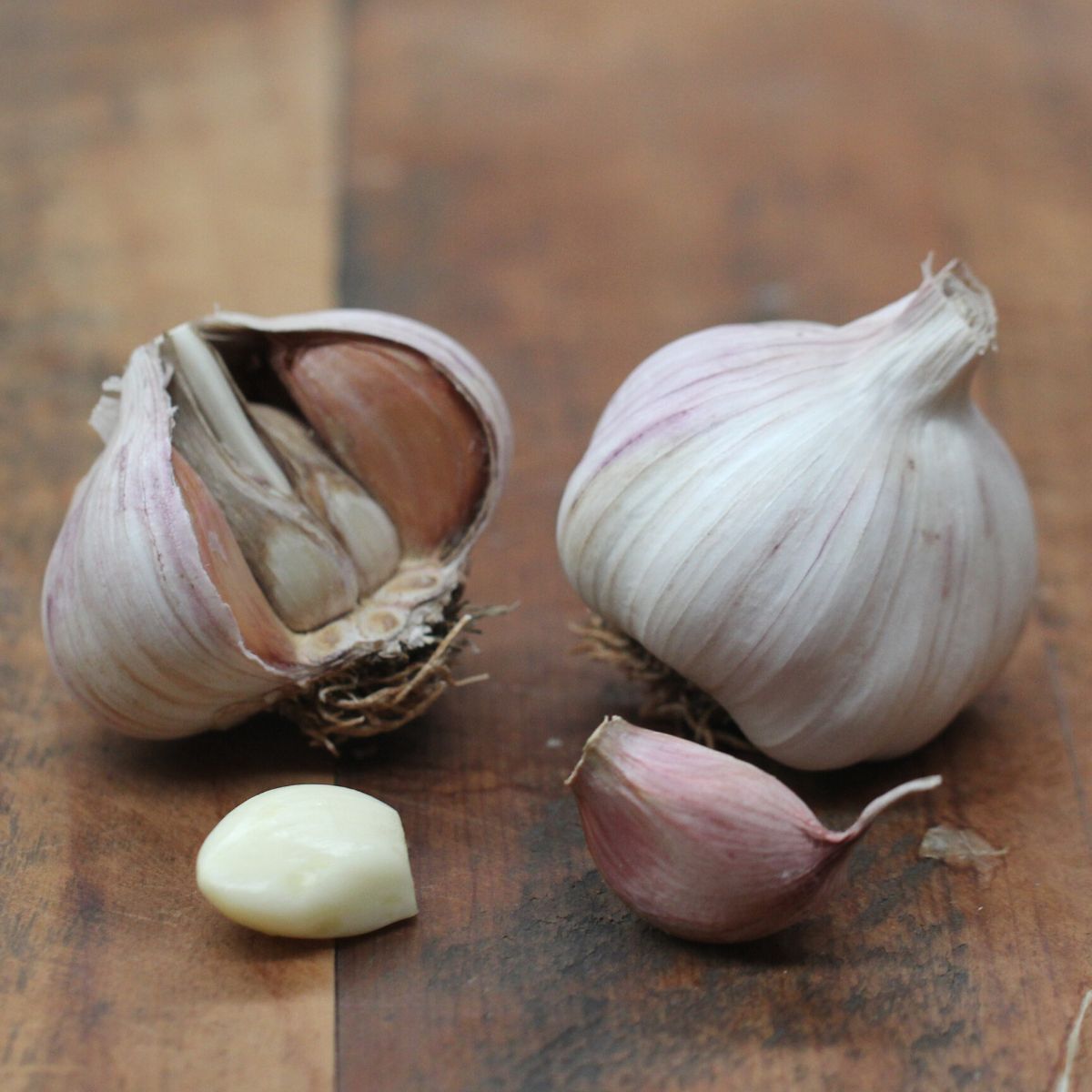 Early Purple Garlic Seeds