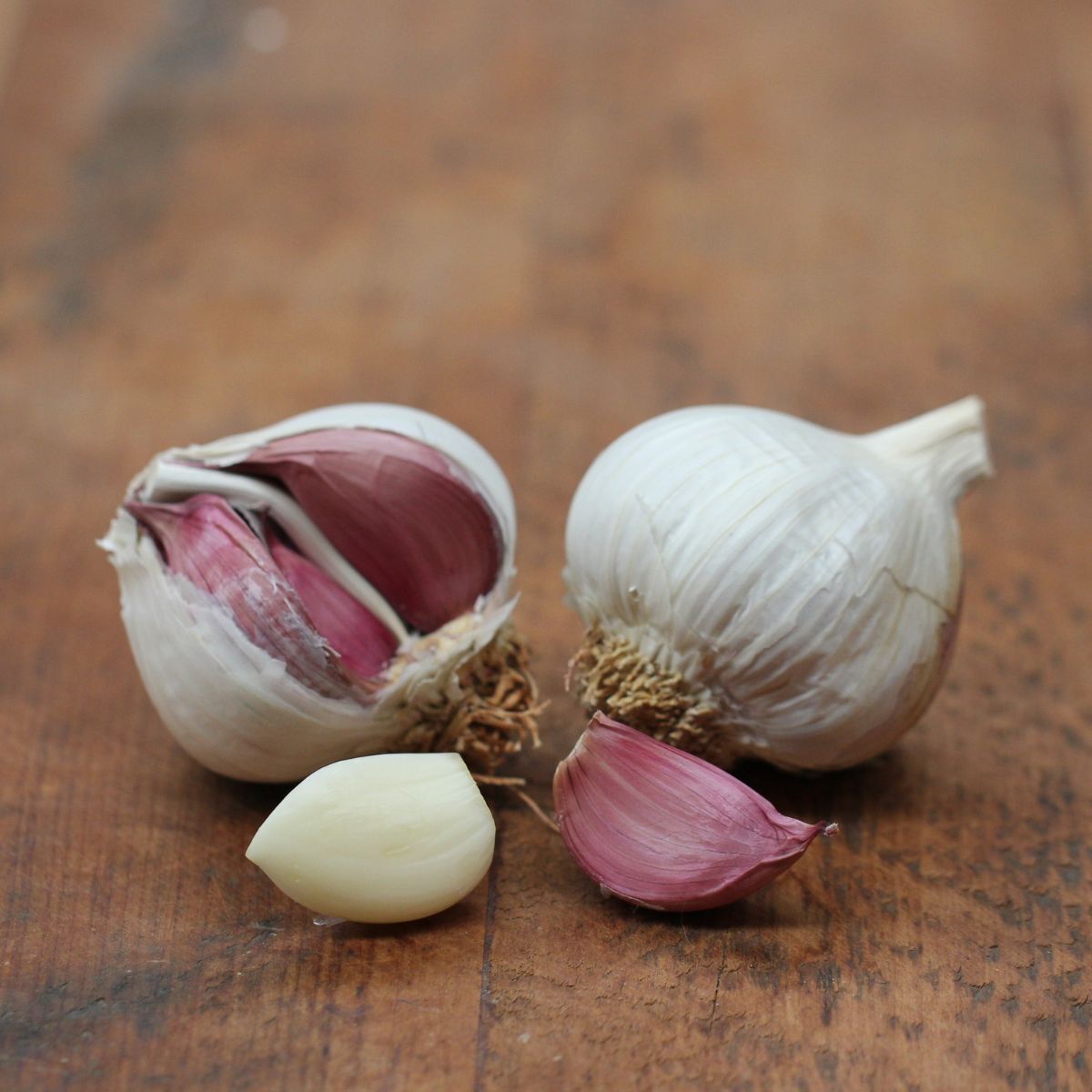 Dynamite Garlic Seeds