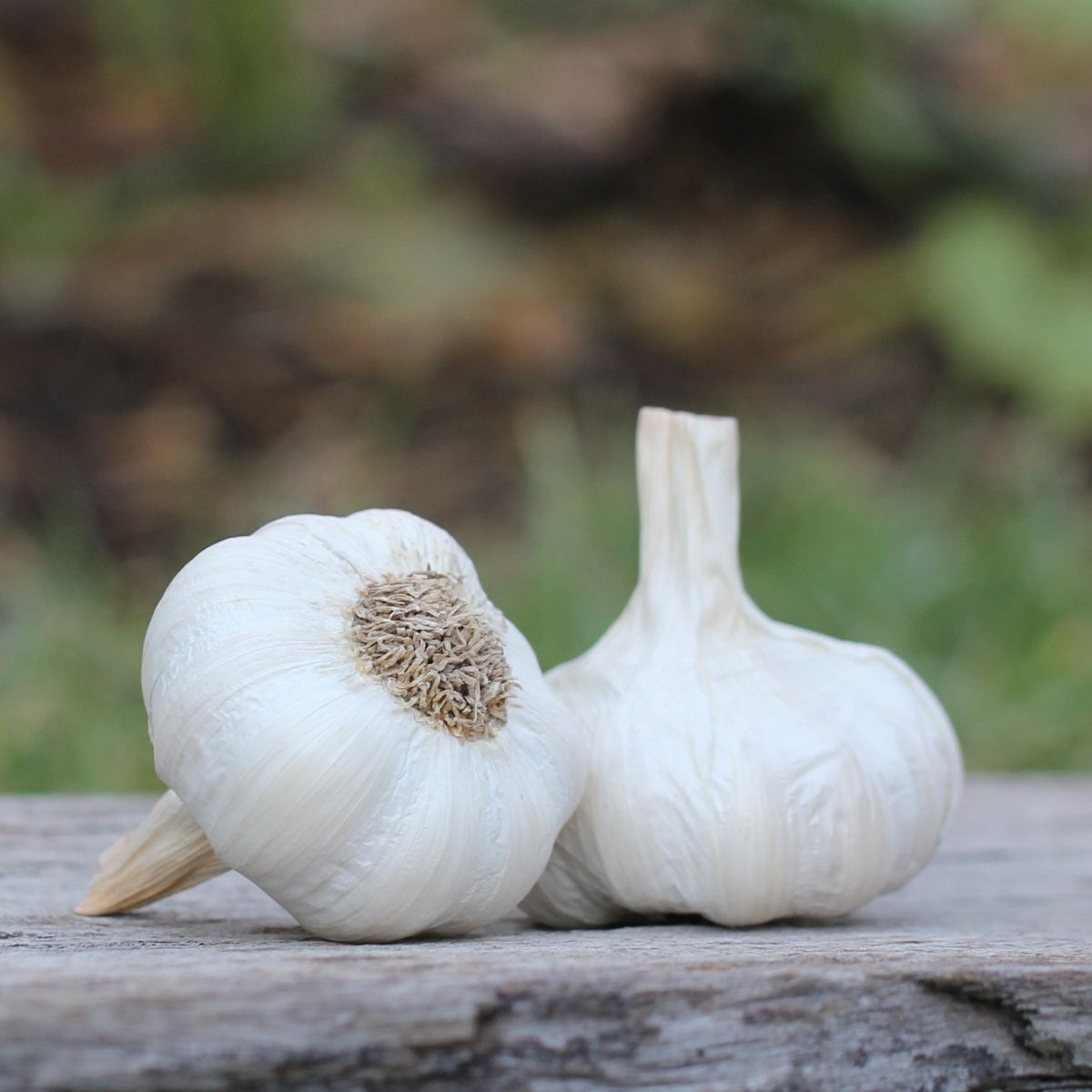 White Crookneck Garlic Seeds