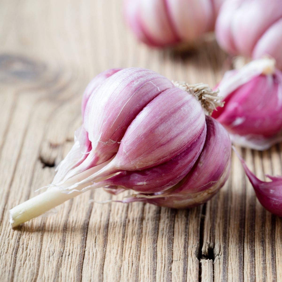 Spanish Roja Garlic Seeds