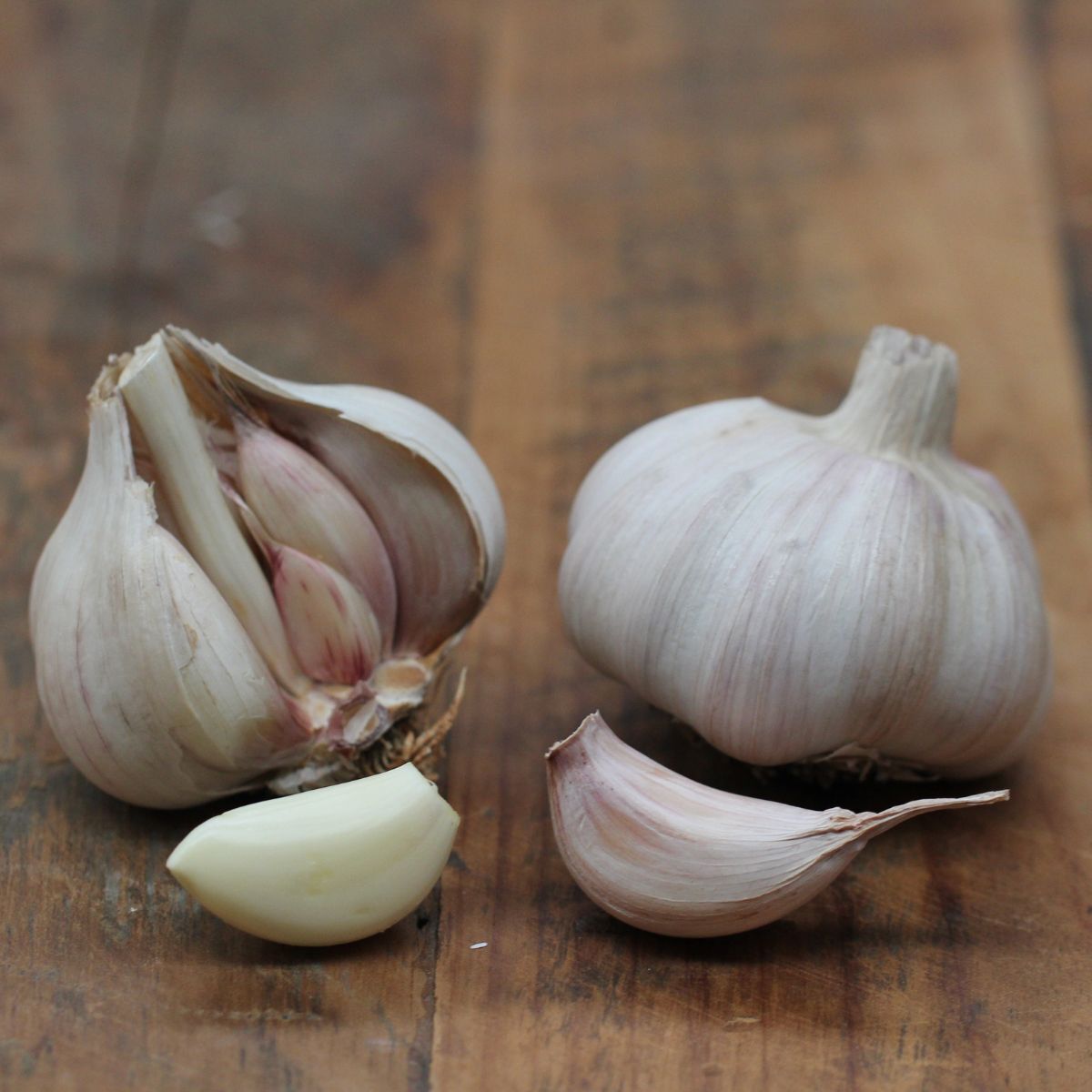 Colossus Garlic Seeds