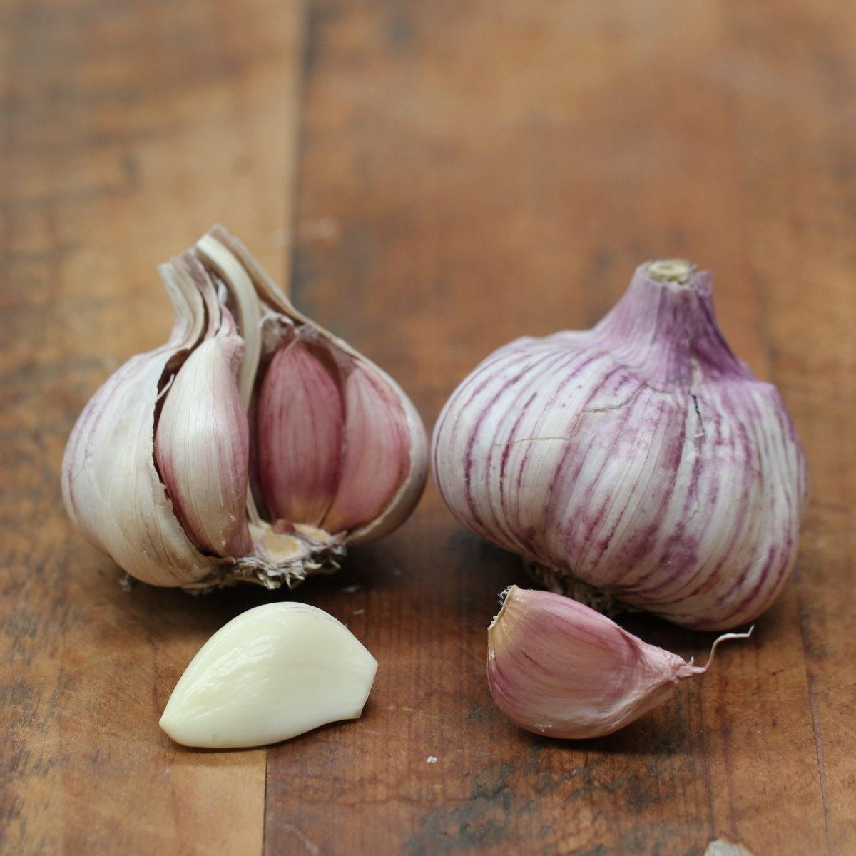 New Zealand Red Garlic Seeds