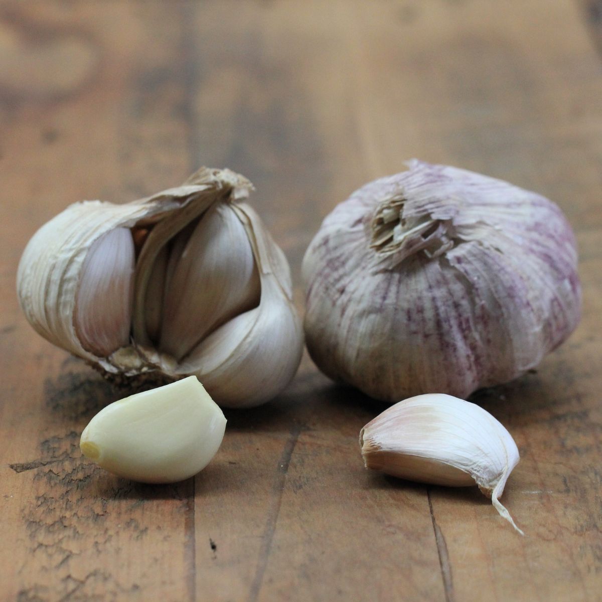 Australian White Garlic Seeds