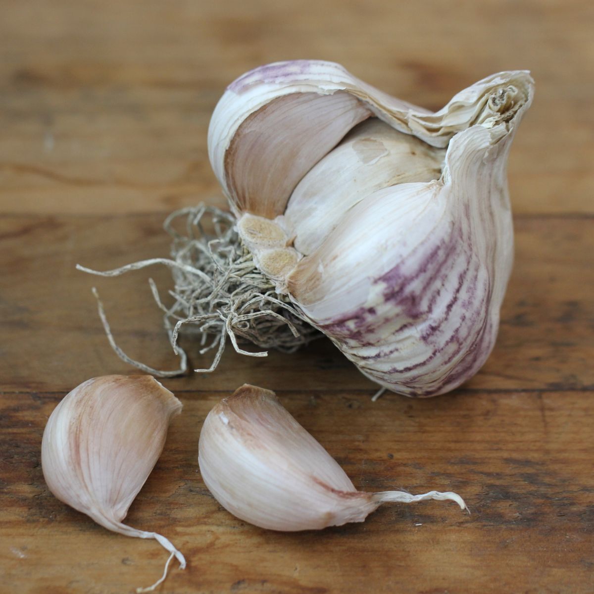 Italian Purple Garlic Seeds