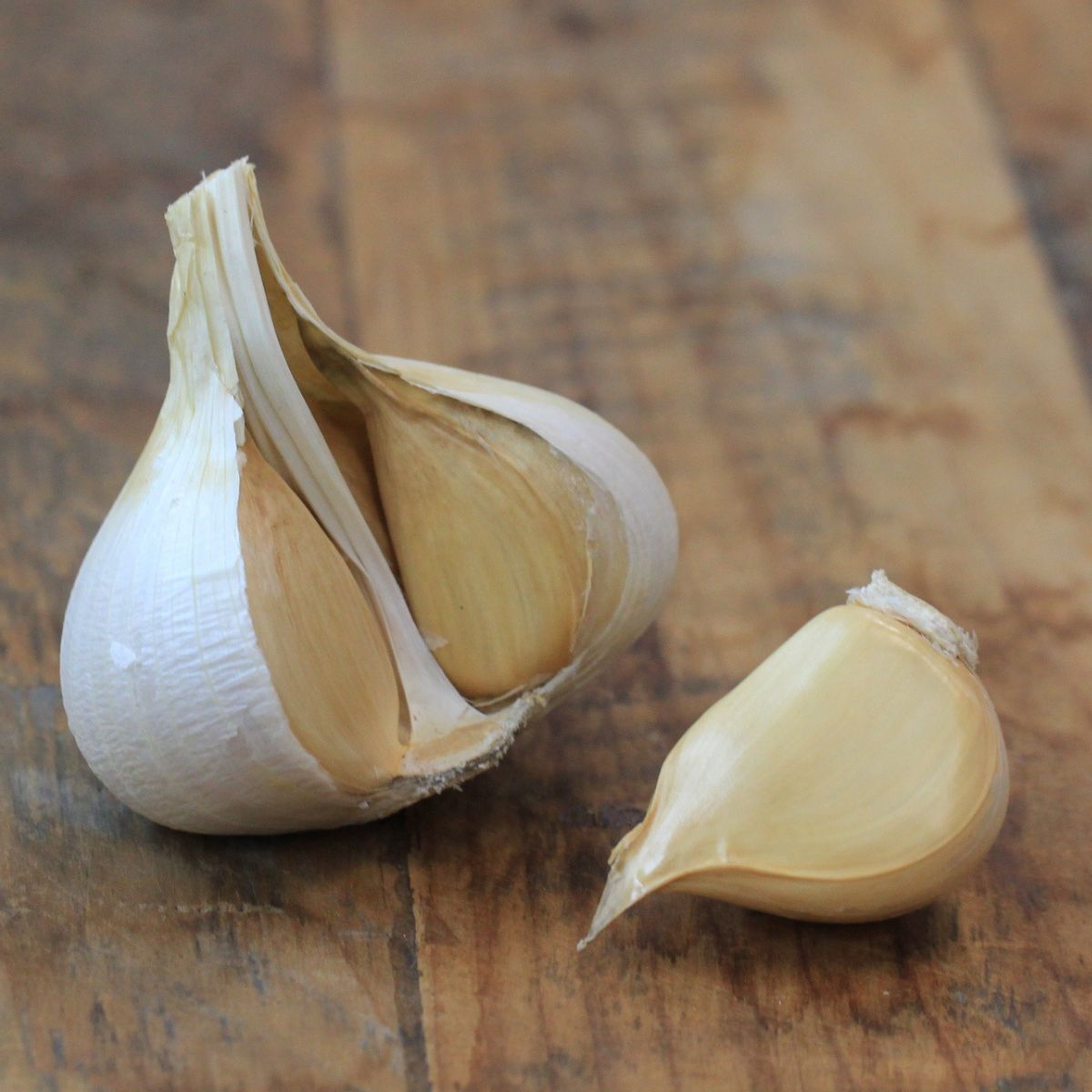 Elephant Garlic Seeds