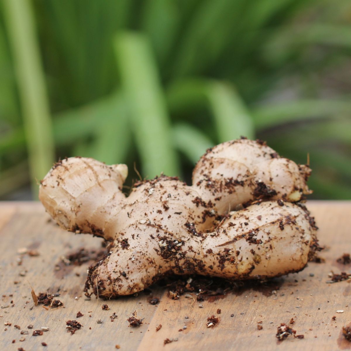 Ginger Rhizome Seeds