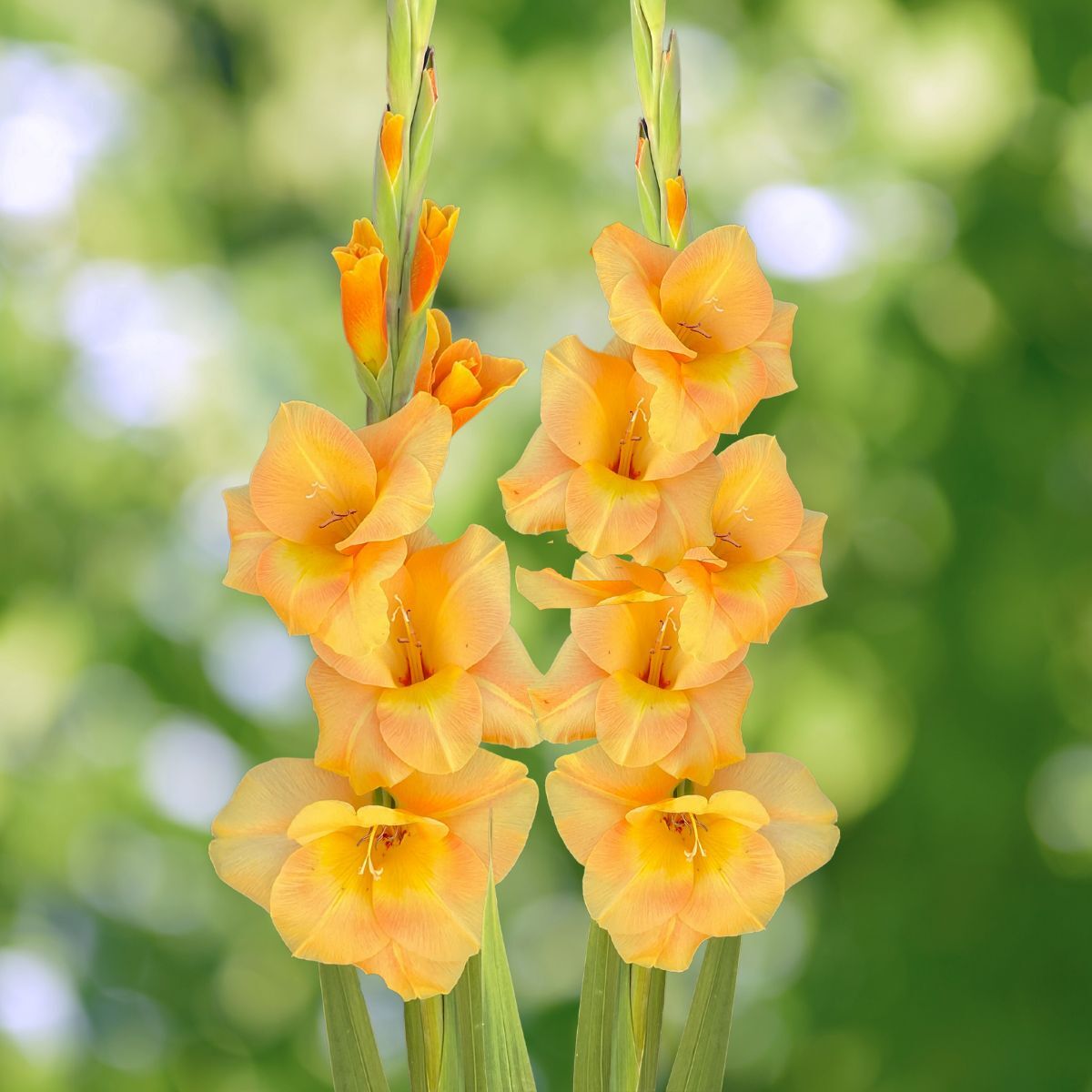 Gladiolus Peche Melba Seeds