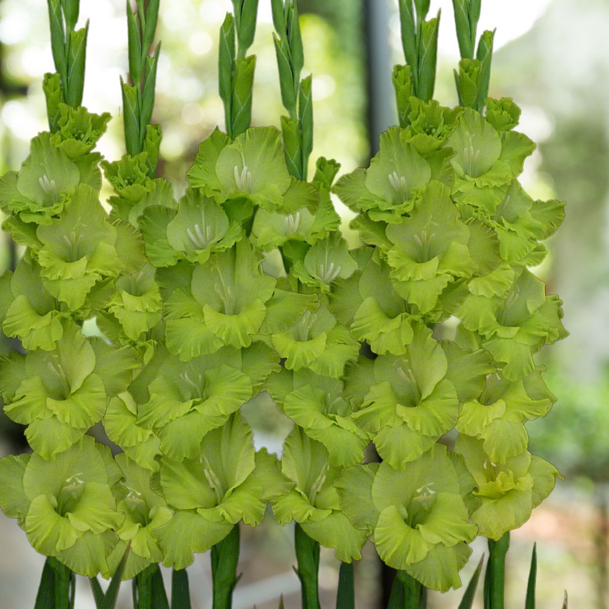 Gladiolus Green Star Seeds