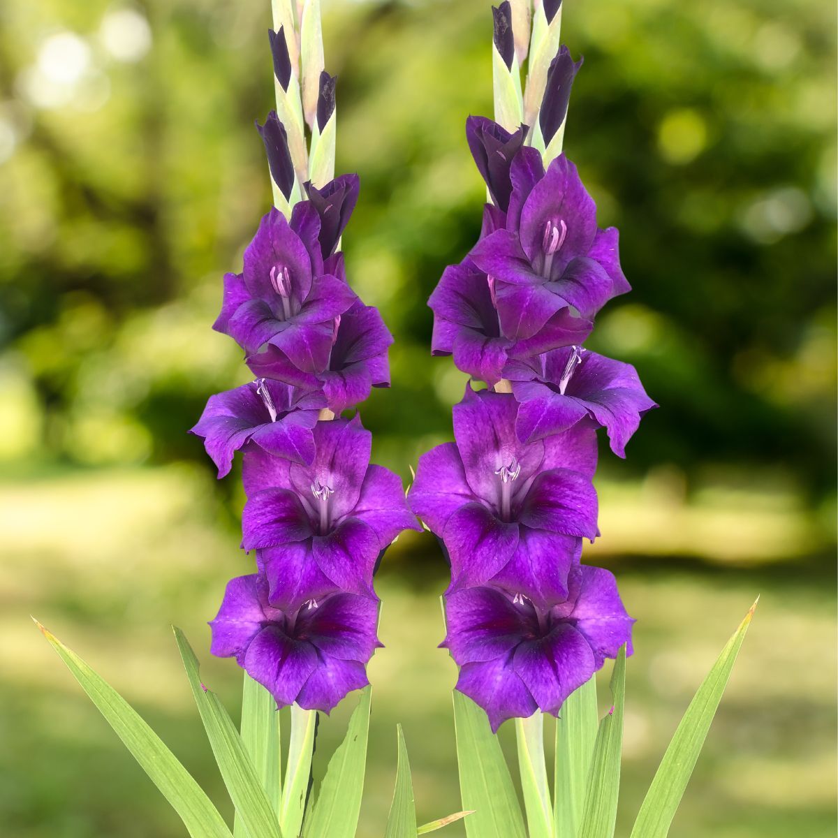 Gladiolus Purple Flora Seeds