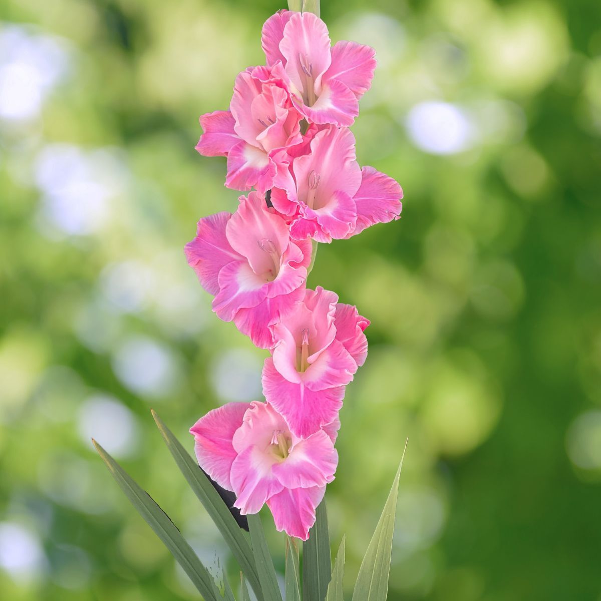 Gladiolus Pink Parrot Seeds