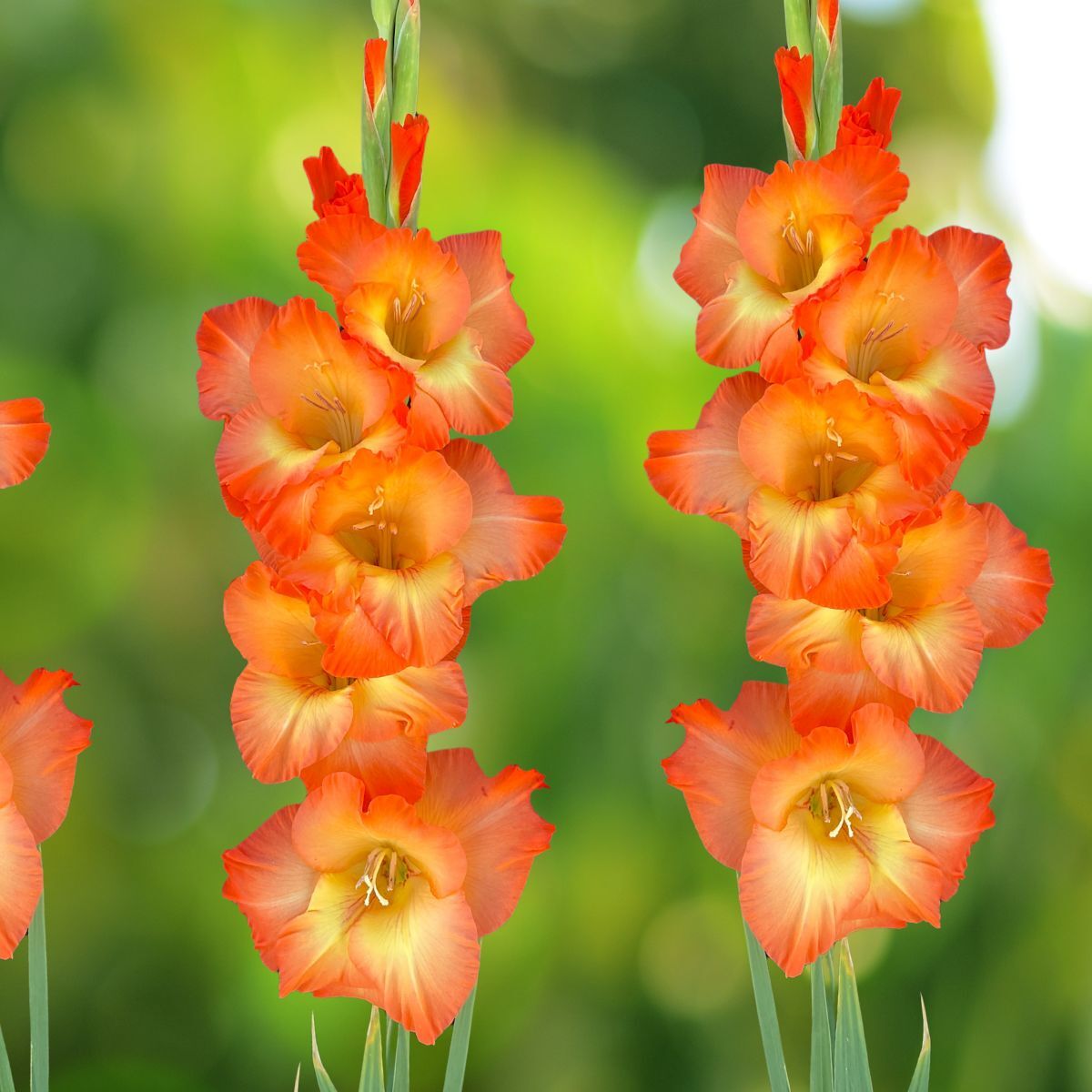 Gladiolus Orange Sun Seeds