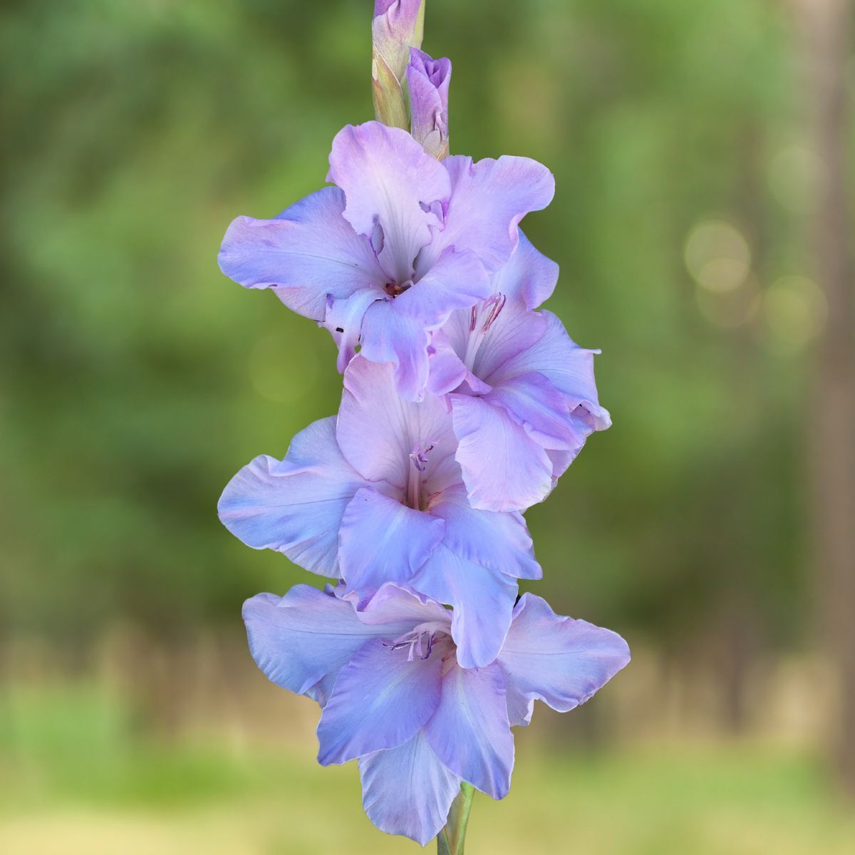 Gladiolus Milka Seeds