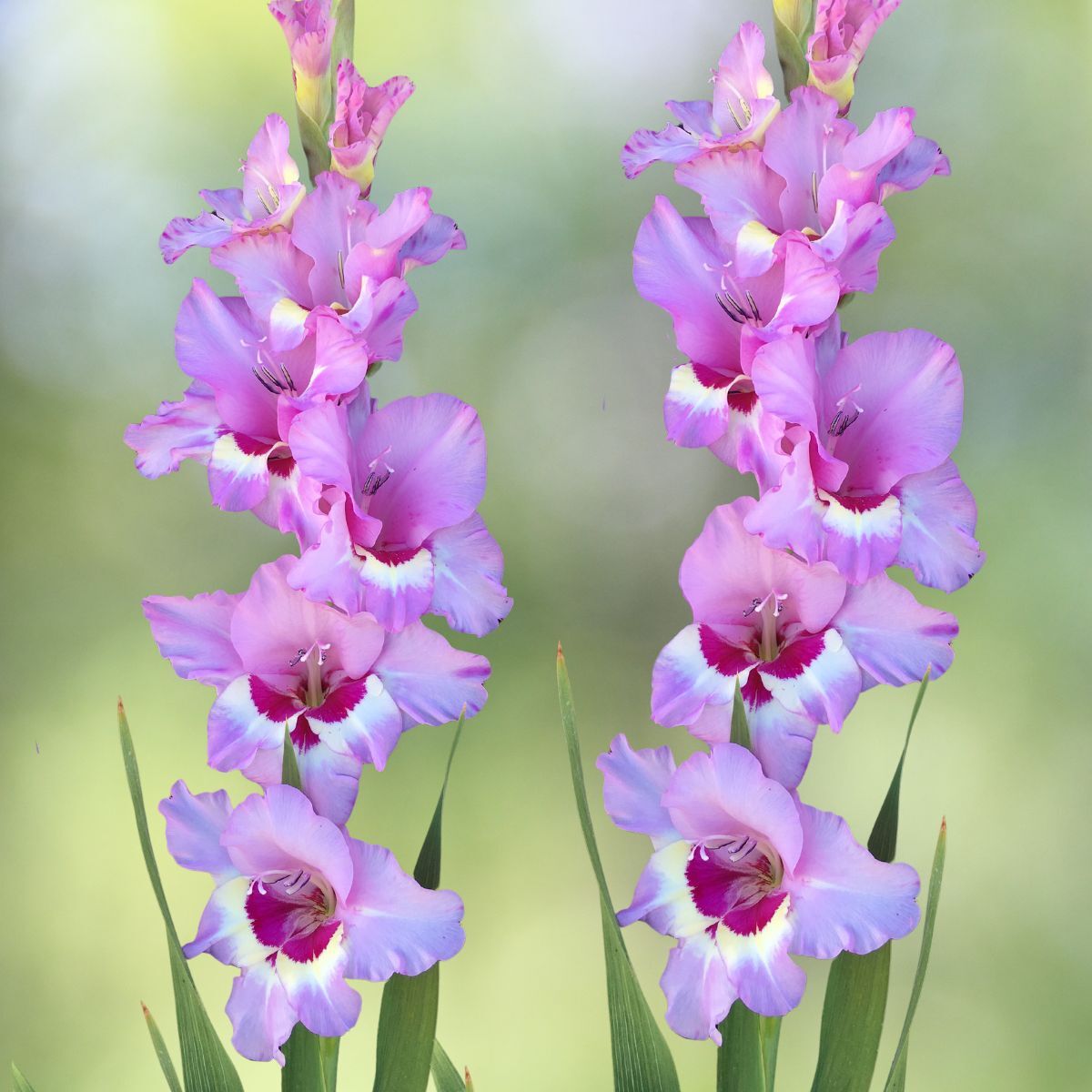 Gladiolus Zamora Seeds