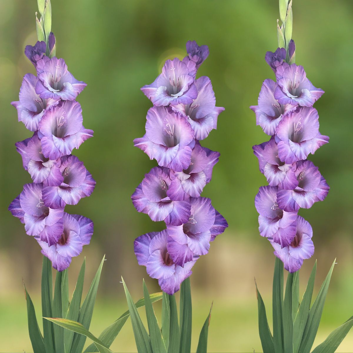 Gladiolus Flevo Nautica Seeds