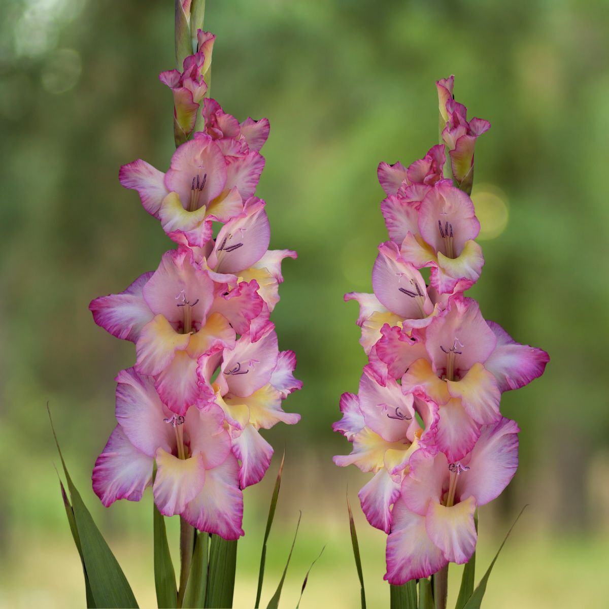 Gladiolus Priscilla Seeds