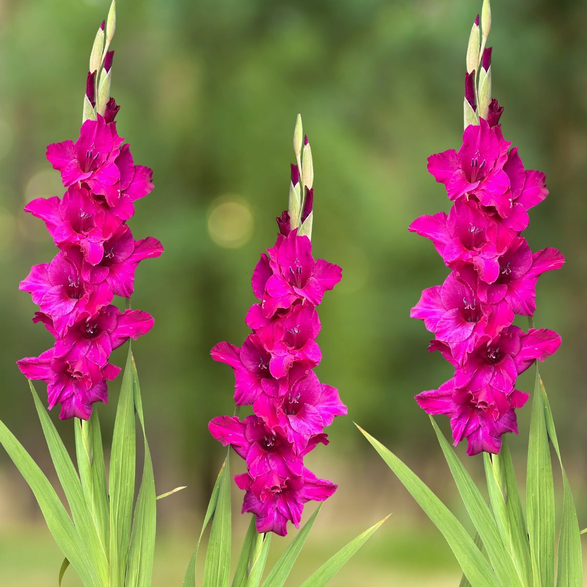 Gladiolus Palermo Seeds