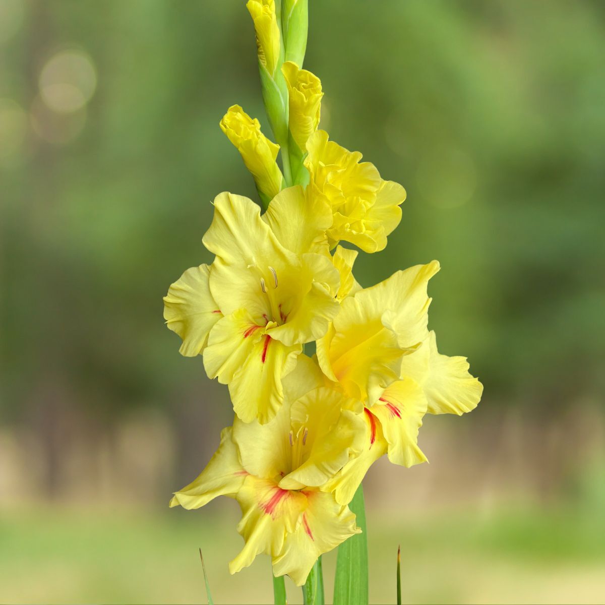 Gladiolus Yellow Age Seeds