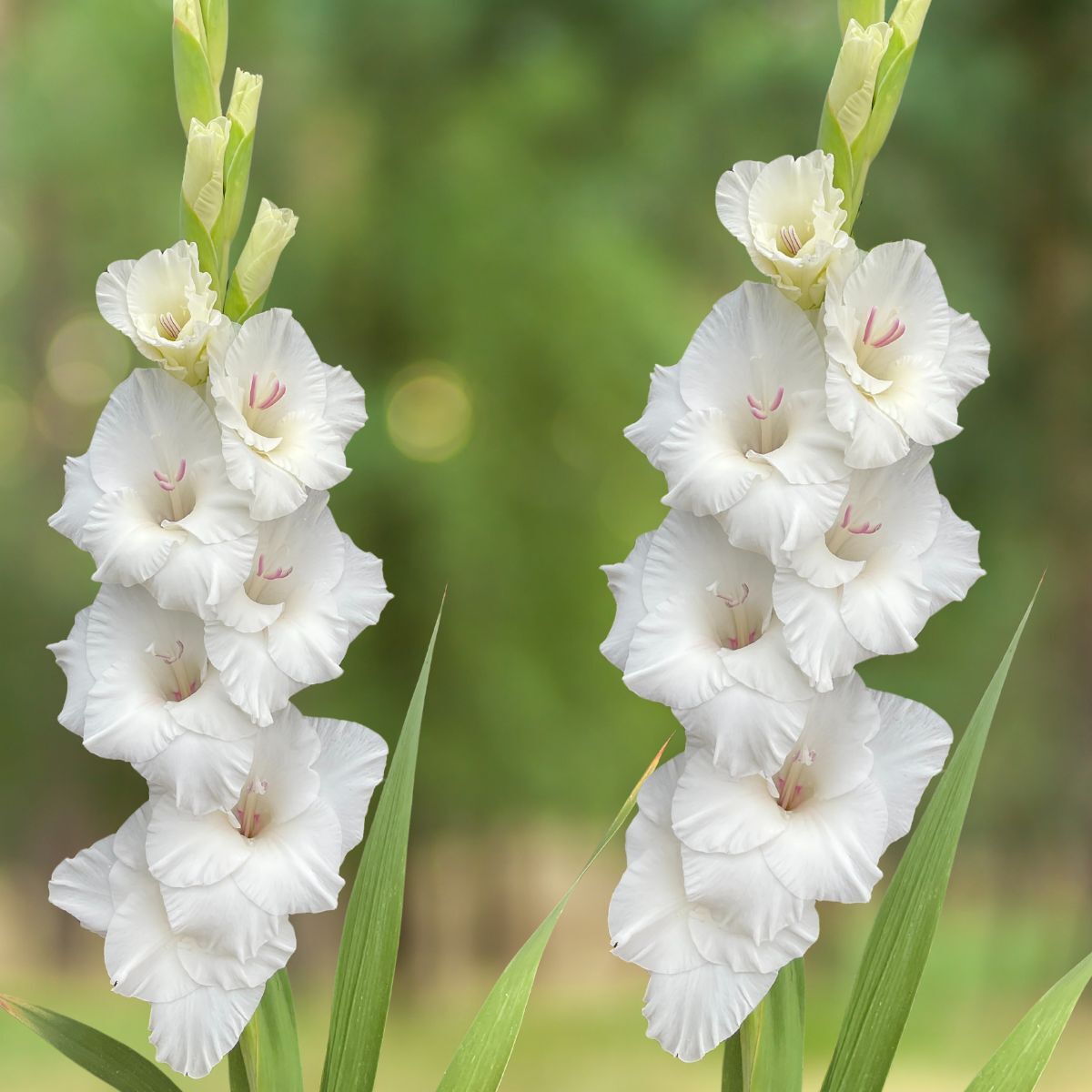 Gladiolus Flevo Snow Seeds