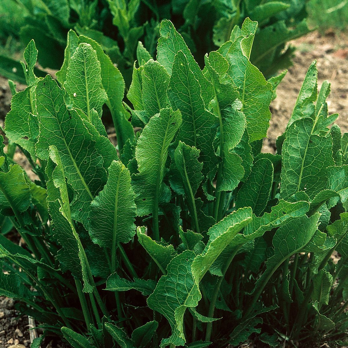 Horseradish Root Seeds