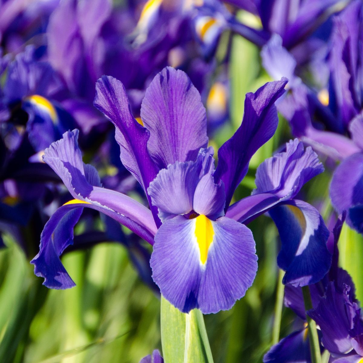 Dutch Iris Discovery Seeds