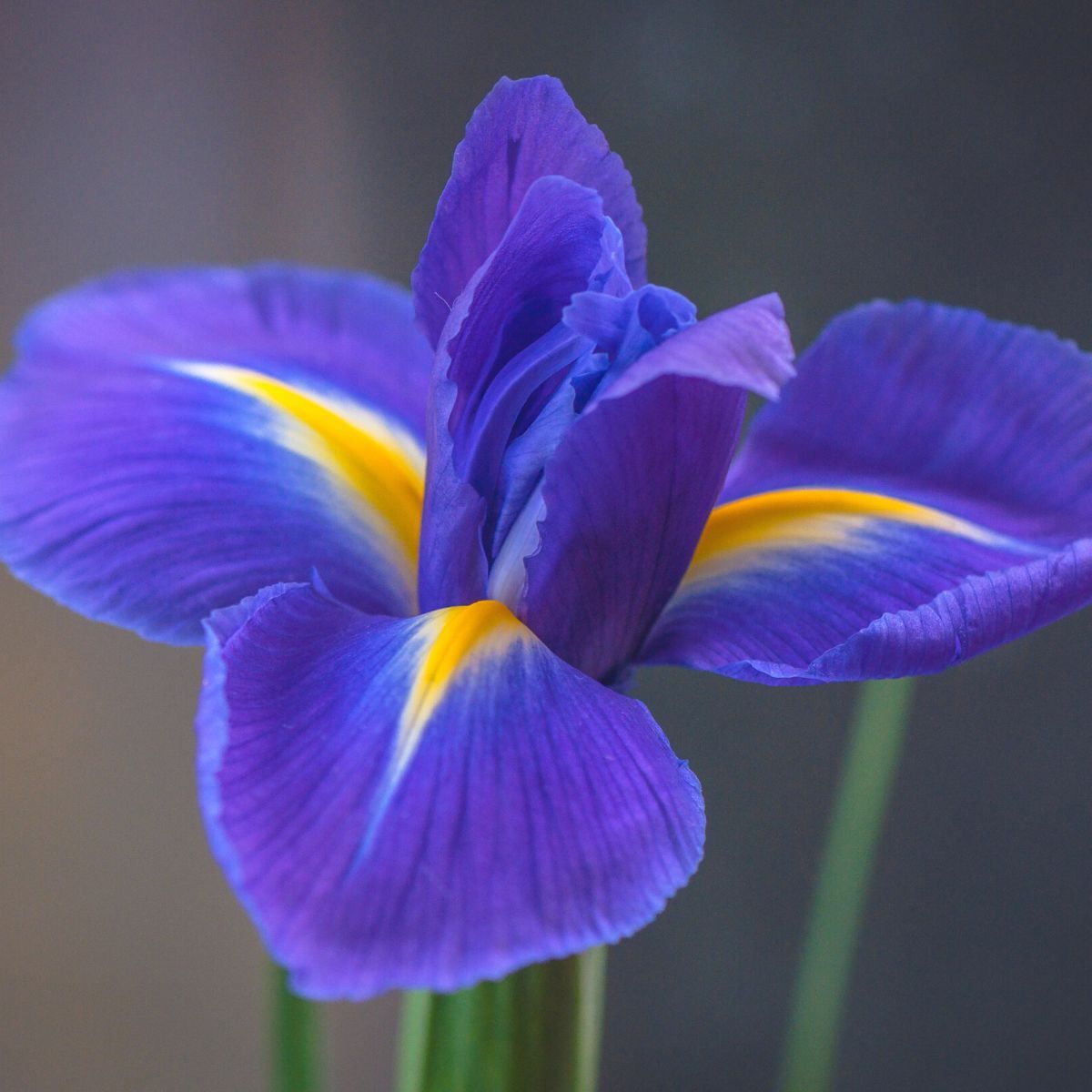 Dutch Iris Professor Blaauw Seeds