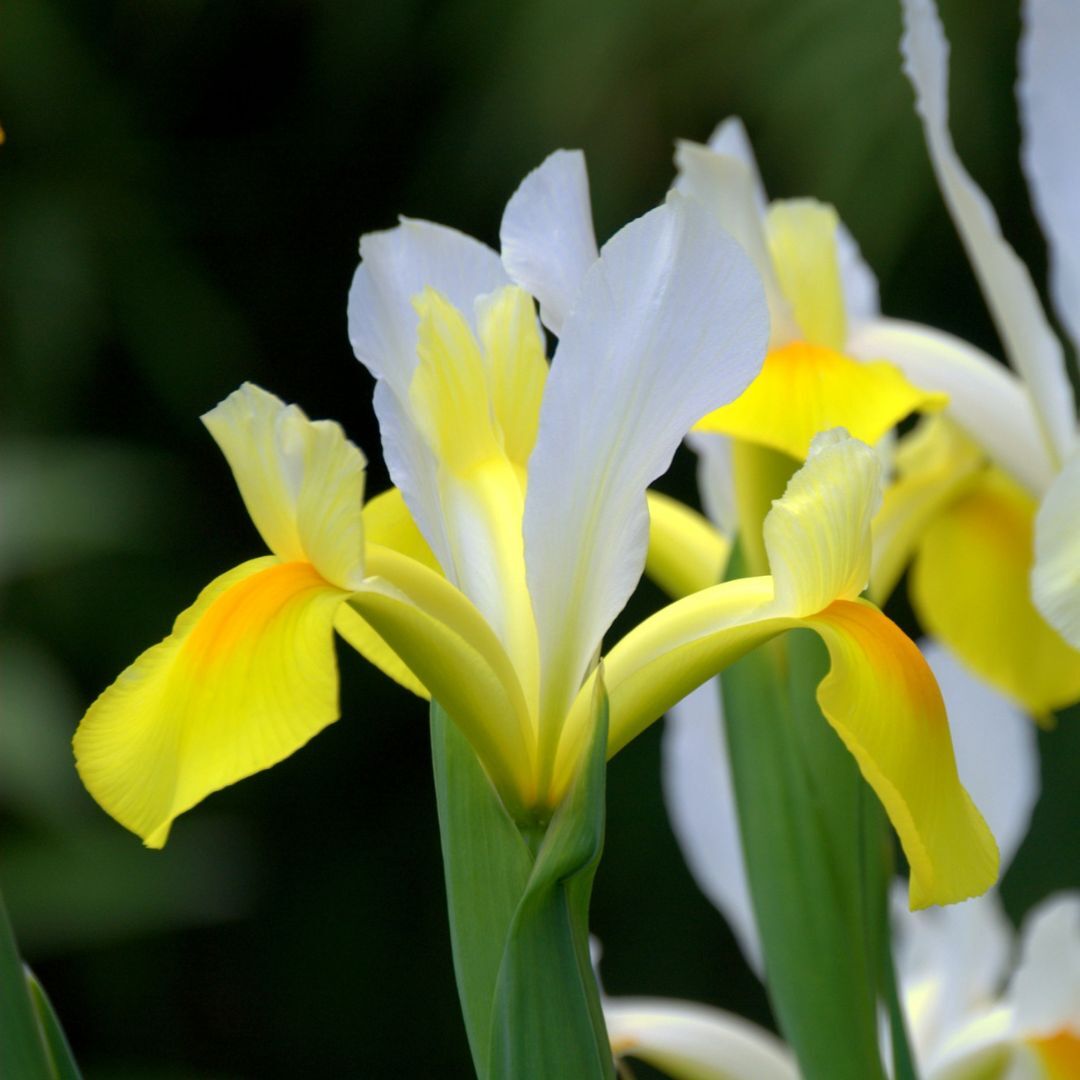 Dutch Iris Apollo Seeds