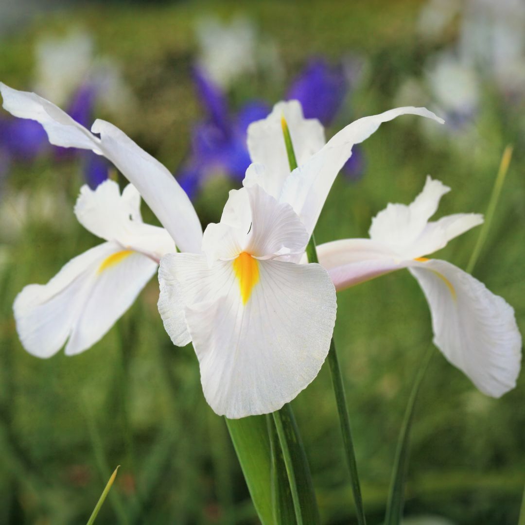 Dutch Iris Casablanca Seeds