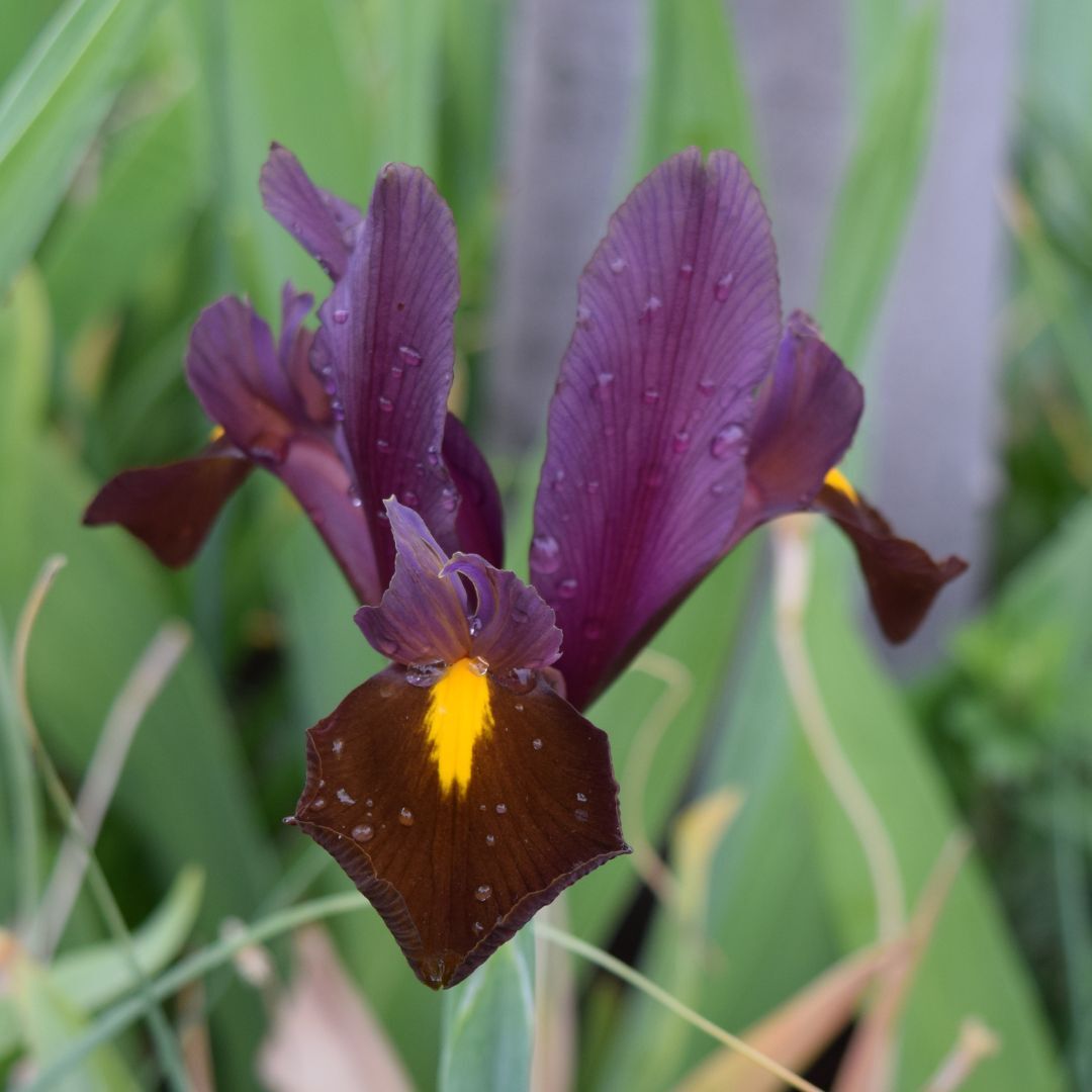 Dutch Iris Red Ember Seeds