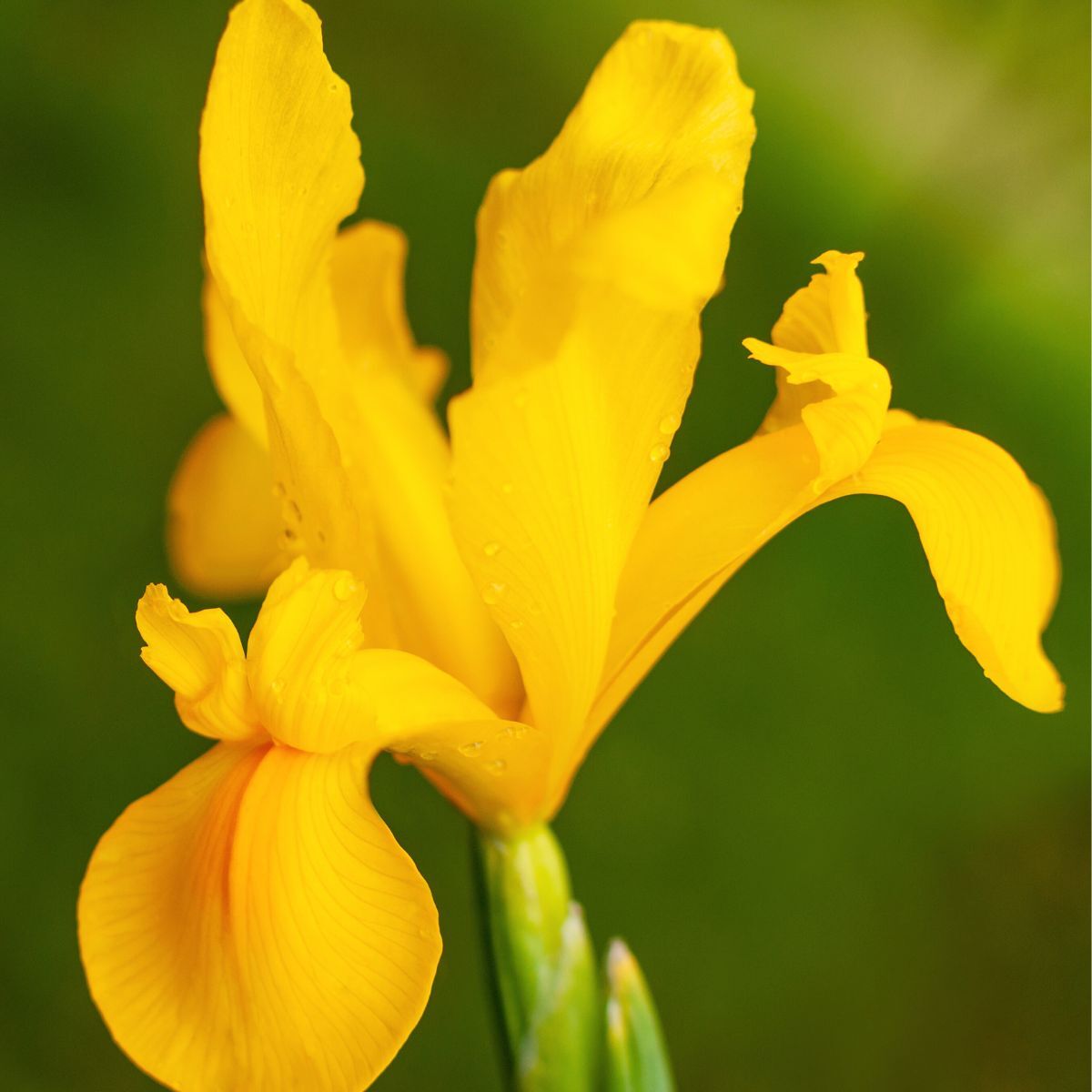 Dutch Iris Orange Beauty Seeds