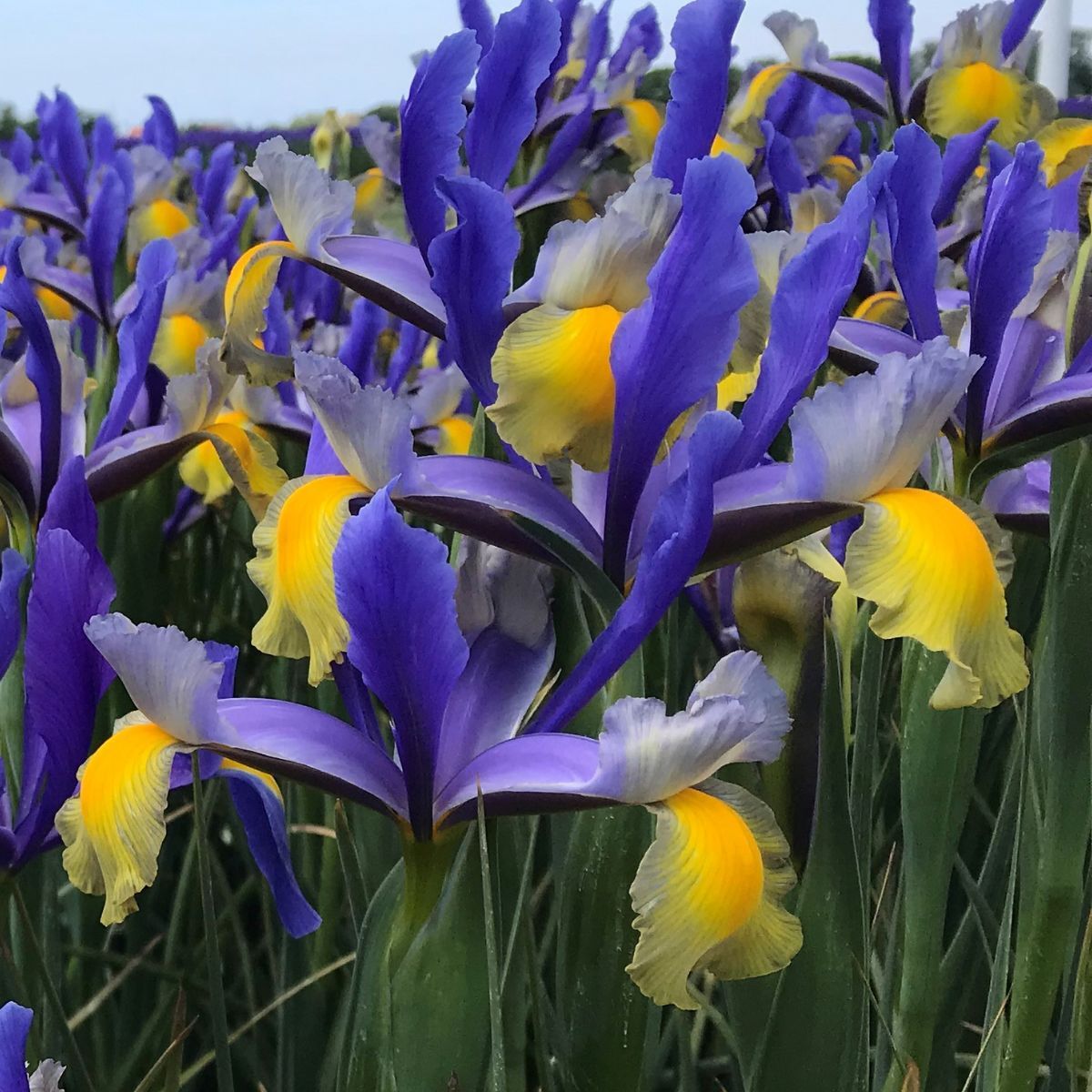 Dutch Iris Miss Saigon Seeds