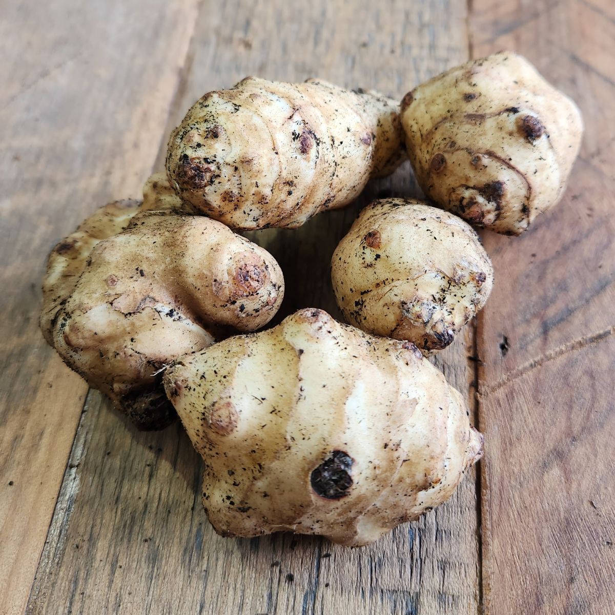 Jerusalem Artichoke Tuber Seeds