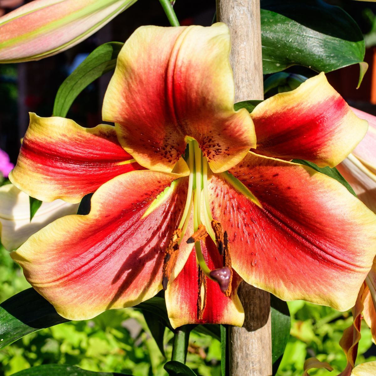 Oriental Trumpet Lily Red Morning Bulb Seeds