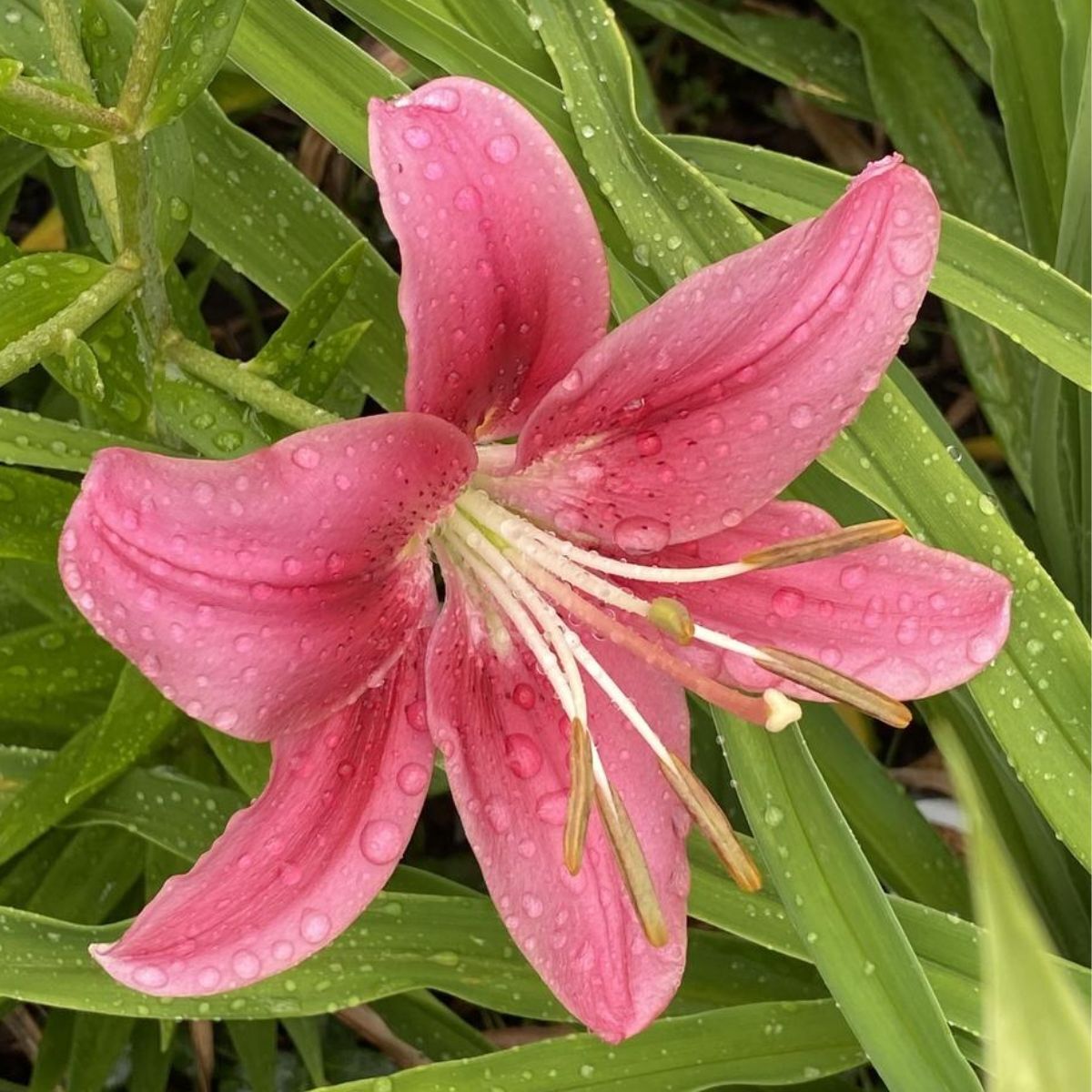 Asiatic-Oriental Lily Child in Time Seeds