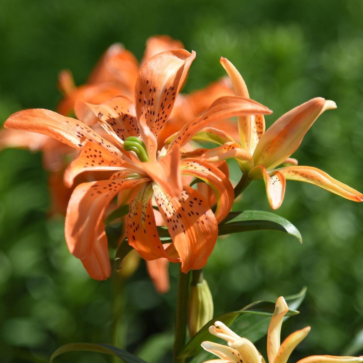 Double Asiatic Lily Must See Seeds