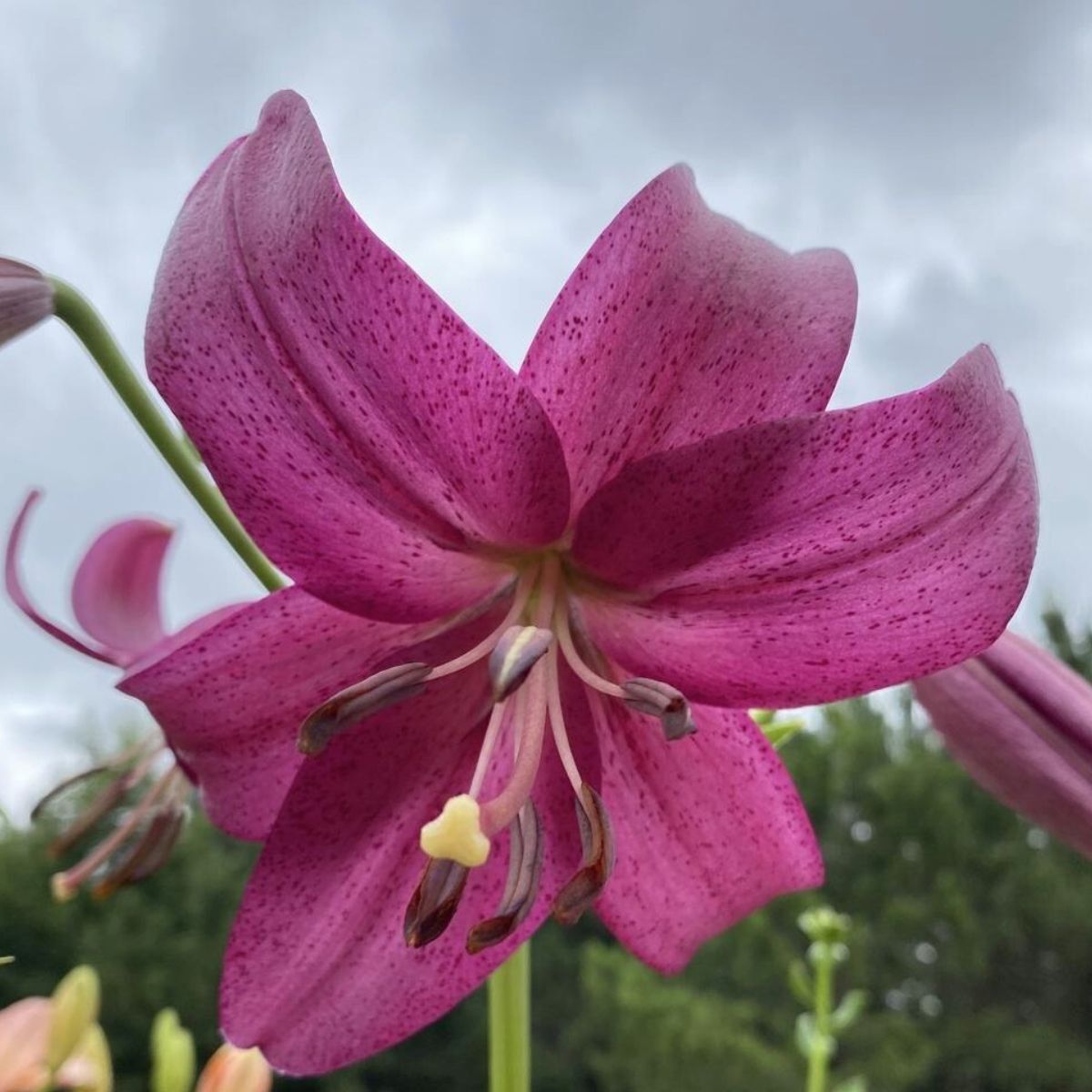 Asiatic Lily Purple Marble Seeds