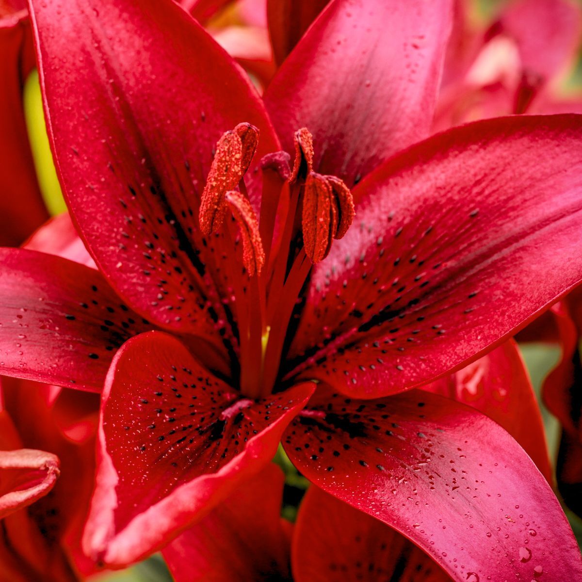 Asiatic Lily Red Power Seeds