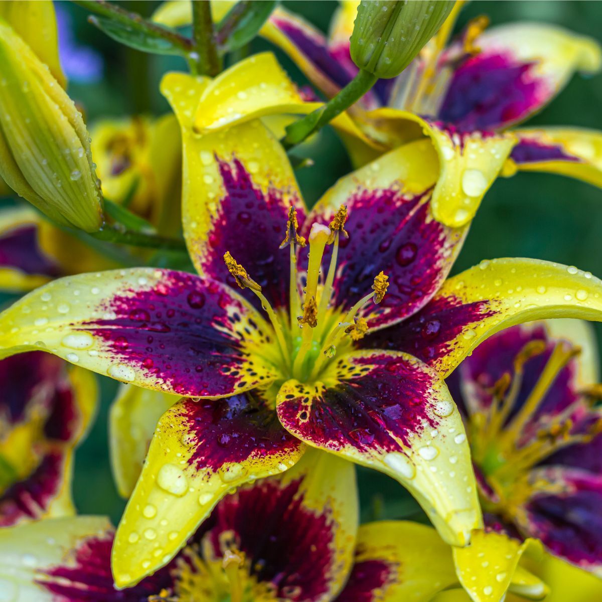 Asiatic Lily Easy Dance Seeds