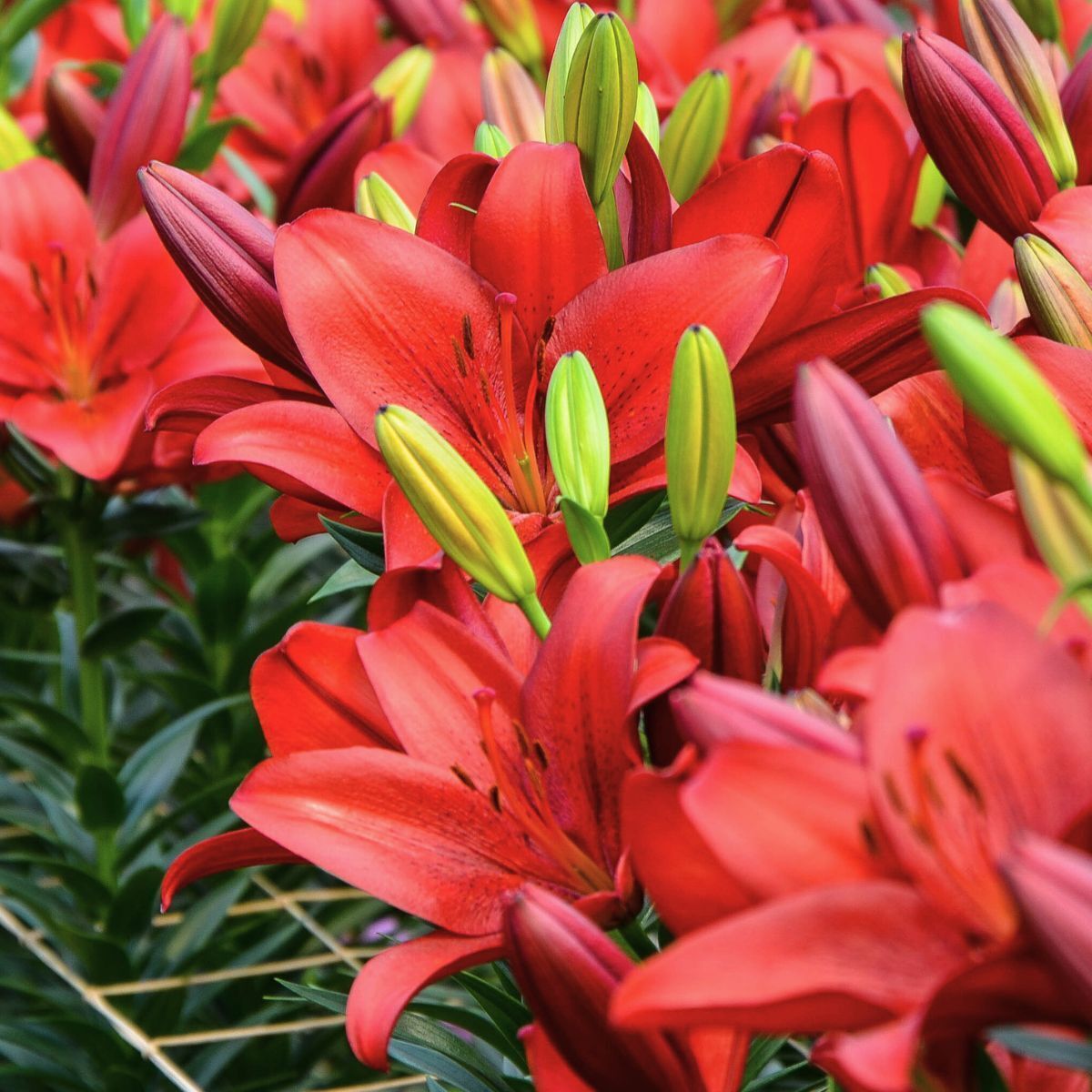 Pot Asiatic Lily Blushing Joy Seeds