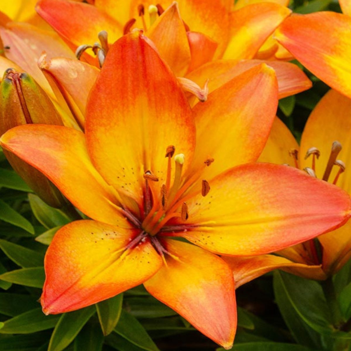 Pot Asiatic Lily Happy Memories Seeds