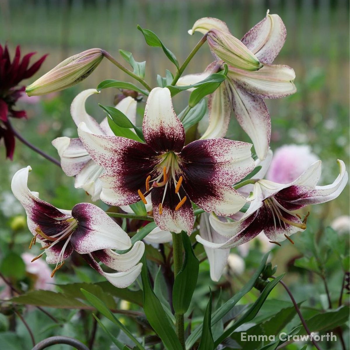 Asiatic Lily Stracciatella Event Seeds