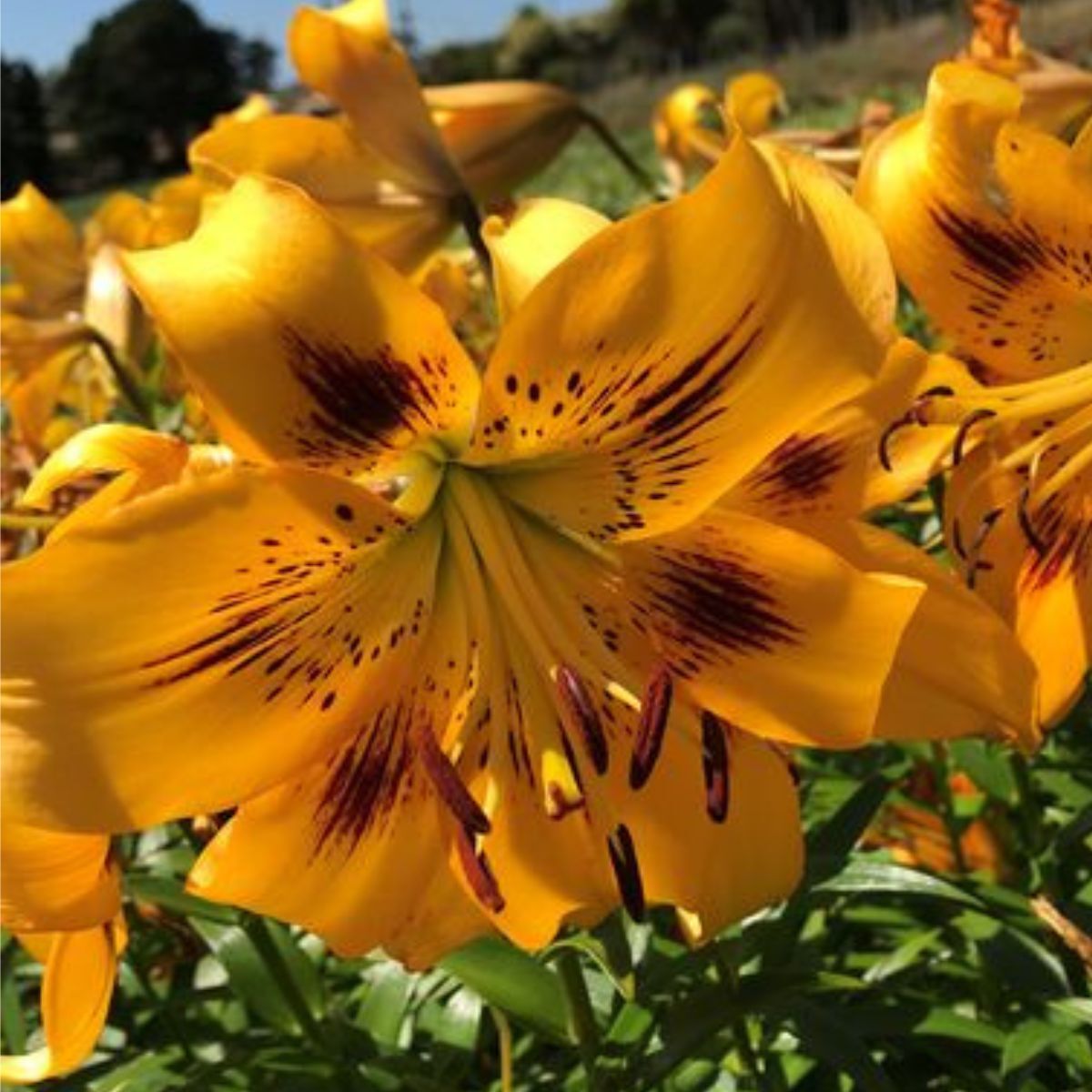 Tiger Lily Yellow Brush Seeds