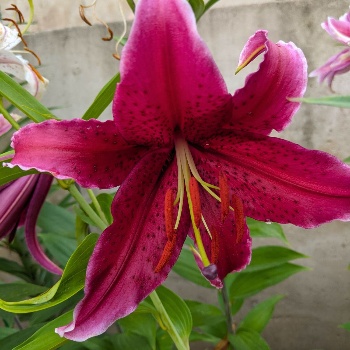 Oriental Lily Miss Feya Seeds